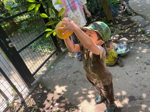 🌈園庭の夏みかんを子ども達と一緒に収穫しました🍊(泥んこ遊び中の為泥だらけの子ども達です)この夏みかんを煮てジャムにし蒸しパンを作って七夕祭りで販売いたします。お楽しみに❤️❤️