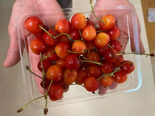 🌈保護者の方からさくらんぼを頂きました❤️種を取って半分に切り子ども達と一緒に食べましたよ。甘くてとっても美味しかったです😊🍒